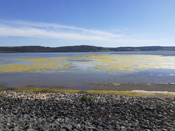 Algen an der Talsperre Kelbra (Foto: Frank Gabriel)