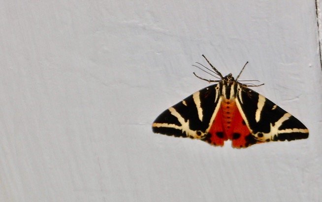 Foto vom 9.August 2020 16.00 Uhr an der T&uuml;rbekleidung im Bad, eingeflogen am 8. August am Abend. Am 9. August nach dem Foto ins Freie gelassen (Foto: Manfred Kappler)