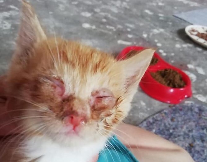 Viele der Tiere sind in einem sehr schlechten Zustand (Foto: S.M&uuml;hle)