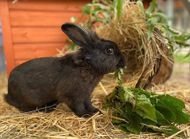 Tier der Woche: Rudi (Foto: Tierheim Nordhausen)