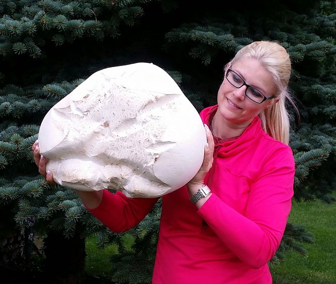 Riesenbovist mit 9 ½ Pfund mitten im Ort (Foto: Anja Kolbe-Nelde) Riesenbovist mit 9 ½ Pfund mitten im Ort (Foto: Anja Kolbe-Nelde)