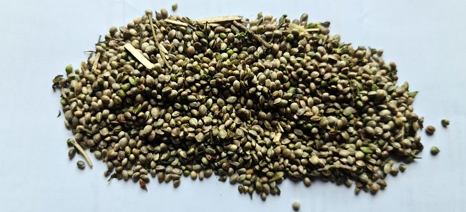 So sieht die Ernte nach dem Trocknen aus (Foto: nnz)