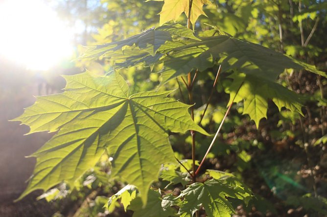 Wetterbild (Foto: agl)