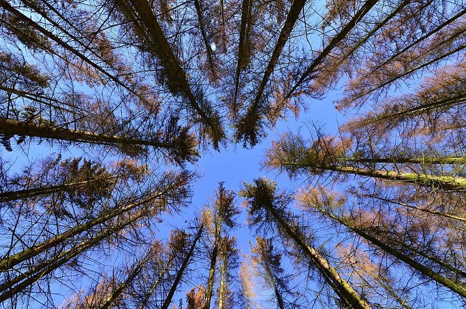 Der Buchdrucker ist die gef&auml;hrlichste heimische Borkenk&auml;ferart, aber beileibe nicht die einzige (Foto: Andreas Knoll)
