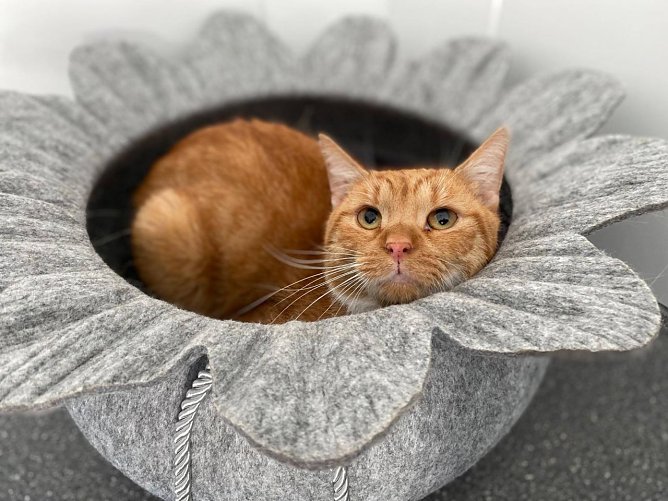 Tier der Woche: Charly (Foto: Tierheim Nordhausen)