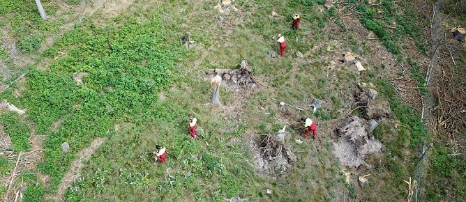 Arbeiten zur Wiederaufforstung (Foto: Th&uuml;ringenForst)