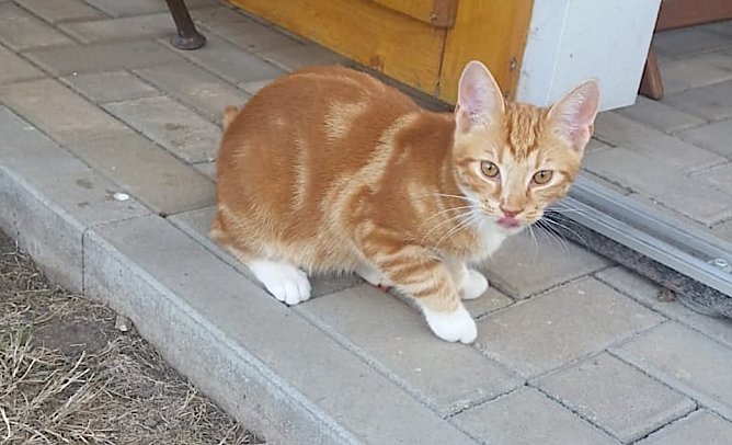 Kater Foxy wird in Windehausen vermisst (Foto: D.Geiseler)