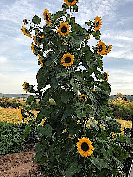 Supersonnenblume (Foto: A.St&ouml;rr)