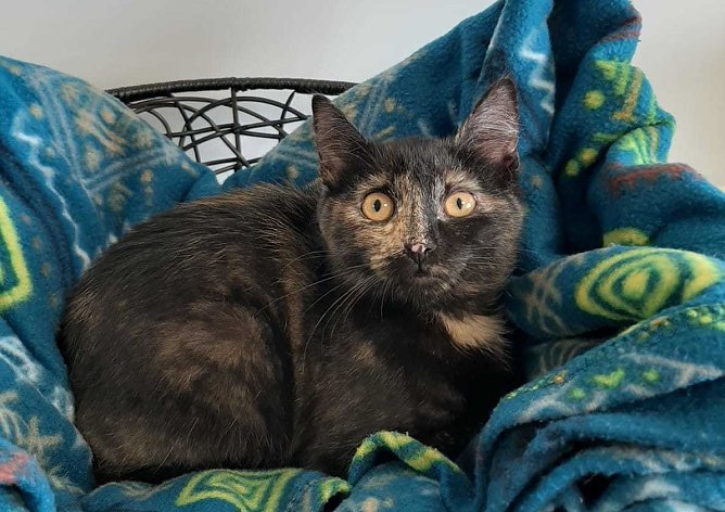 Katzendame Jane (Foto: THN)