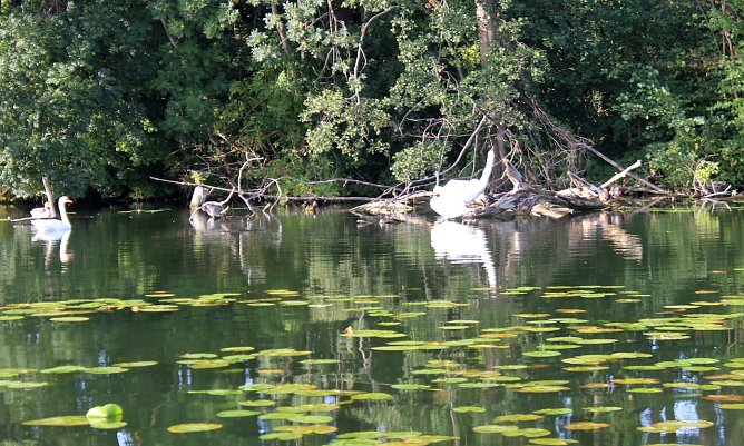 Sp&auml;tsommeridyll an einem Brandenburgischen See (Foto: oas)