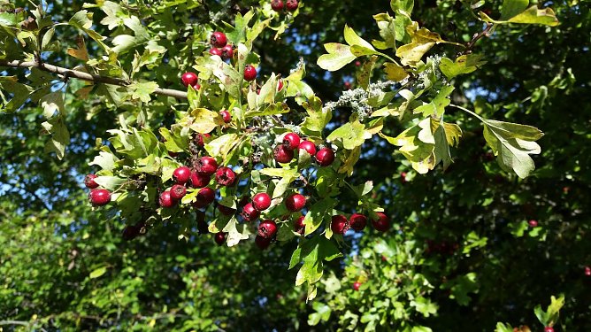 Besuch im Wald zum Sonntag (Foto: D.Berberich)