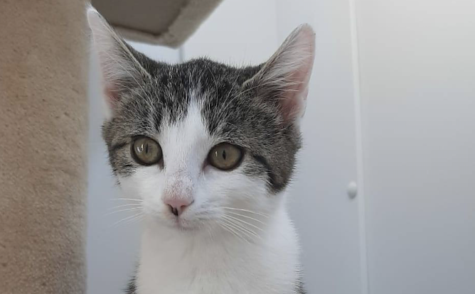 Tier der Woche: Ume (Foto: Tierheim Nordhausen)