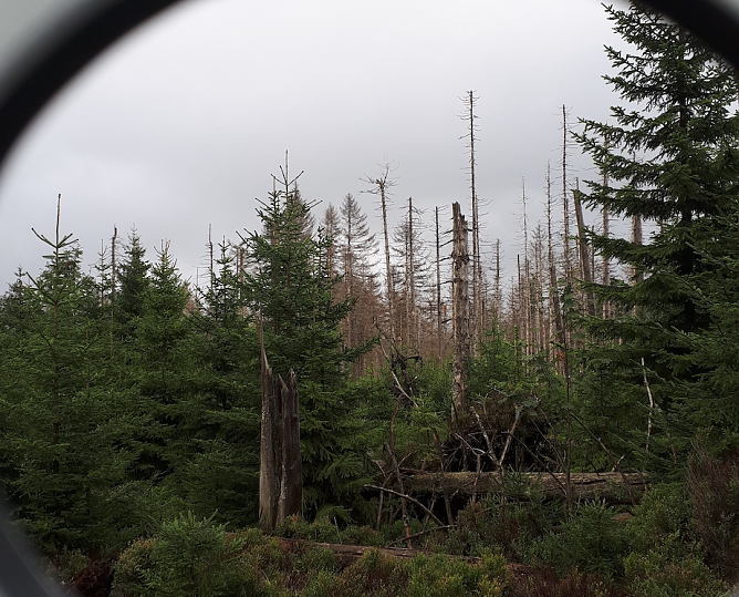 Fotospot am WaldWandelWeg bei Torfhaus (Foto: Nationalpark Harz)