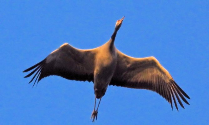 Die Kraniche kehren zur&uuml;ck zum Stausee Kelbra (Foto: P.Blei)