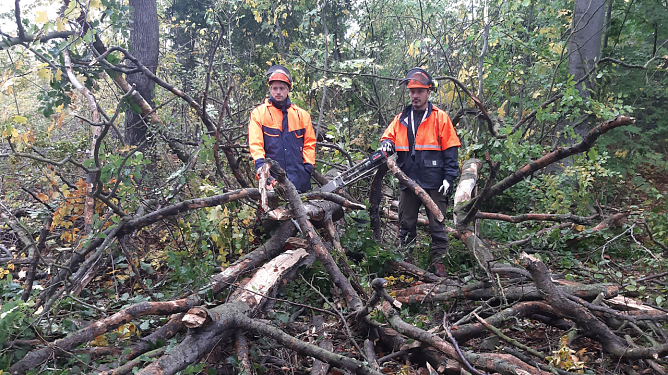Forstwirtschaftsmeister Lars Scharfe und Auszubildender Arne Rode vom Th&uuml;ringer Forstamt Bleicherode-S&uuml;dharz nach der F&auml;llung in der d&uuml;rren sowie zerbrochenen Buchenkrone. (Foto: Forstamt Bleicherode)