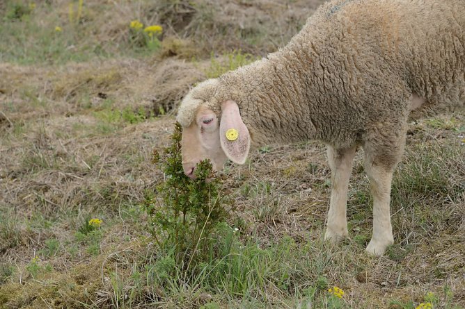 Der Landschaftspflegeverband sucht tierische Landschaftspfleger (Foto: Landschaftspflegeverband S&uuml;dharz/Kyffh&auml;user)