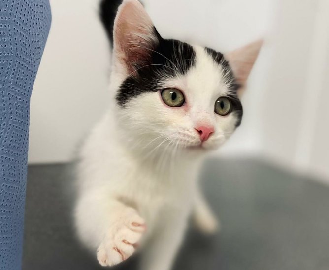 Tier der Woche: Elias (Foto: Tierheim Nordhausen)