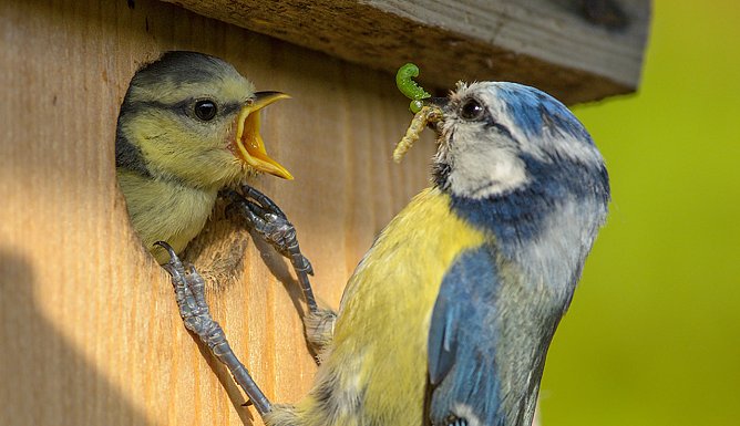 Blaumeisen am Nistkasten (Foto: Rita Priemer)