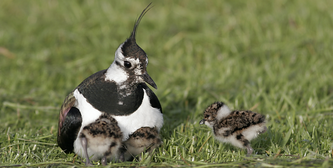 Kiebitz mit Nachwuchs (Foto: Thorsten Kr&uuml;ger)
