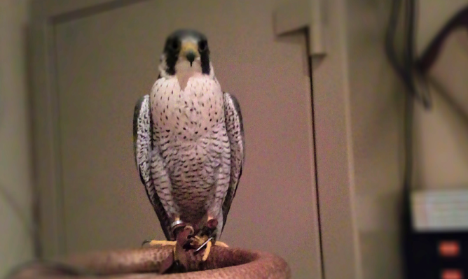 Auf und davon: wer hat Rudolf gesehen? (Foto: H.-R. Model)