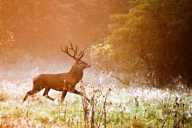 Das Gewinnerfoto: Hirsch zur Morgenstunde von Christian Hiep (Foto: Christian Hiep)