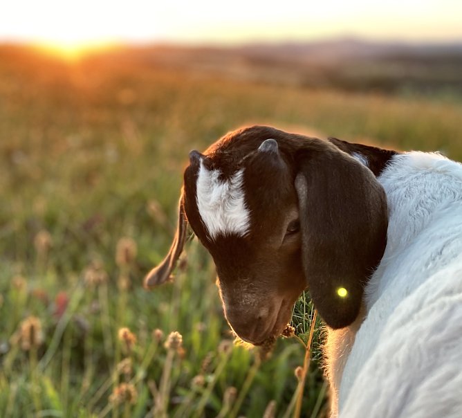 Den zweiten Preis erhielt Paola Paglione f&uuml;r eine Aufnahme eines Burenziegenb&ouml;ckchens, (Foto: Paola Paglione)