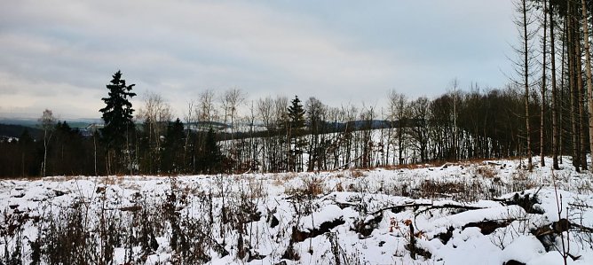 Kahlschlag bei Harz Rigi (Foto: agl)