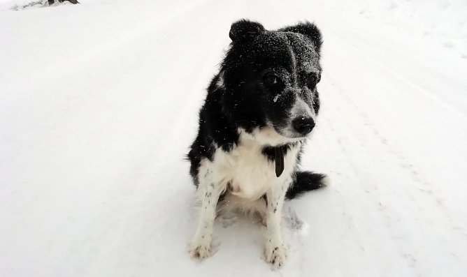 Cira von Sopienhof sagt: Danke (Foto: W. J&ouml;rgens)