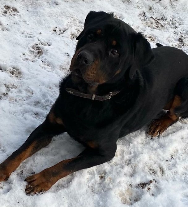 Tier der Woche: Tulo (Foto: Tierheim Nordhausen)