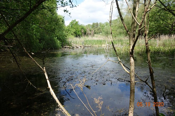 Blick auf den Teich bei Stempeda (Foto: Sarah Backhaus)