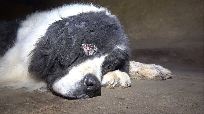 Gequ&auml;lter Hund (Foto: Peta)