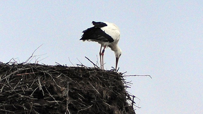St&ouml;rche zur&uuml;ck in der Goldenen Aue (Foto: Ulrich Reinboth)