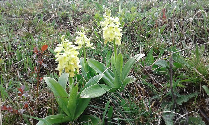 Das Blasse Knabenkraut in der R&uuml;digsdorfer Schweiz. Die Orchideenart ist in Th&uuml;ringen stark gef&auml;hrdet. Best&auml;nde im Landkreis Nordhausen z&auml;hlen zu den gr&ouml;&szlig;ten in Th&uuml;ringen (Foto: B.Schwarzberg)