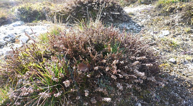 Landschaftspflegema&szlig;nahmen bei Harzungen (Foto: Sarah Backhaus)