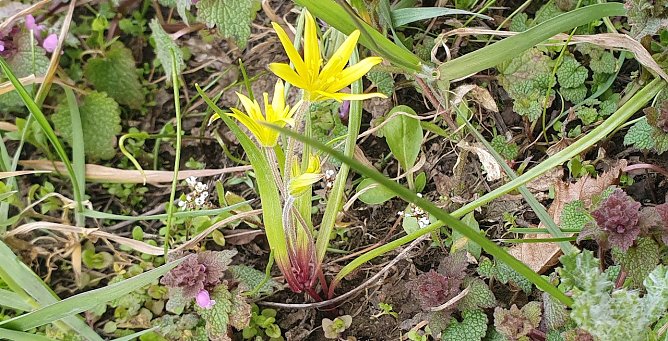 Bildunterschrift: Mit dem Acker-Goldstern (Gagea villosa) ist nun die aktuell dritte Goldstern-Art sicher f&uuml;r das Kernstadtgebiet Nordhausen nachgewiesen (Foto: Bodo Schwarzberg)