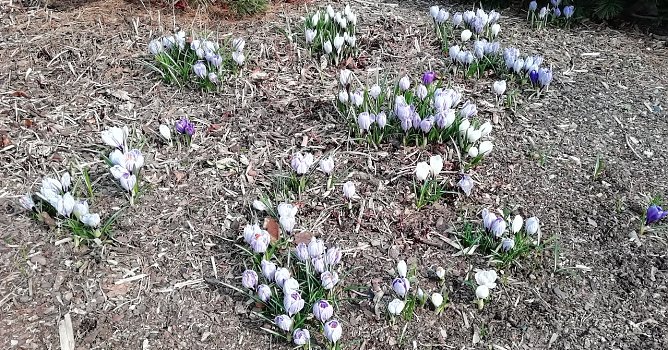 Fr&uuml;hlingsboten (Foto: W.J&ouml;rgens)