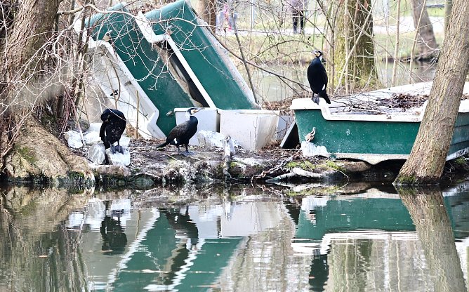 Kormorane im Nordhäuser Stadtpark (Foto: Eva Maria Wiegand) Kormorane im Nordhäuser Stadtpark (Foto: Eva Maria Wiegand)