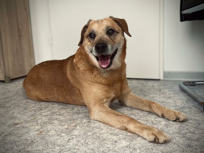 Tier der Woche: Rex (Foto: Tierheim Nordhausen) Tier der Woche: Rex (Foto: Tierheim Nordhausen)