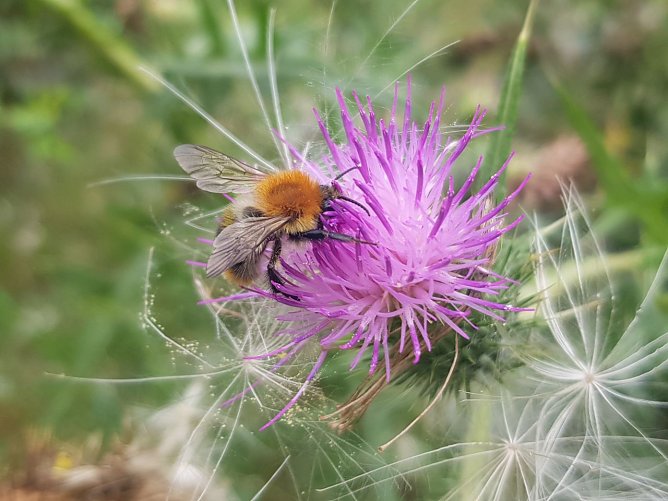 Eine Ackerhummel flei&szlig;ig an einer Distelbl&uuml;te (Foto: Landschaftspflegeverband S&uuml;dharz/Kyffh&auml;user)