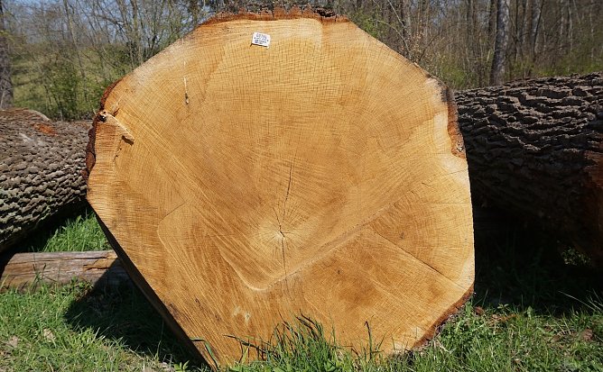 Ger&uuml;stet f&uuml;r ein neues Holzzeitalter (Foto: Th&uuml;ringen Forst)