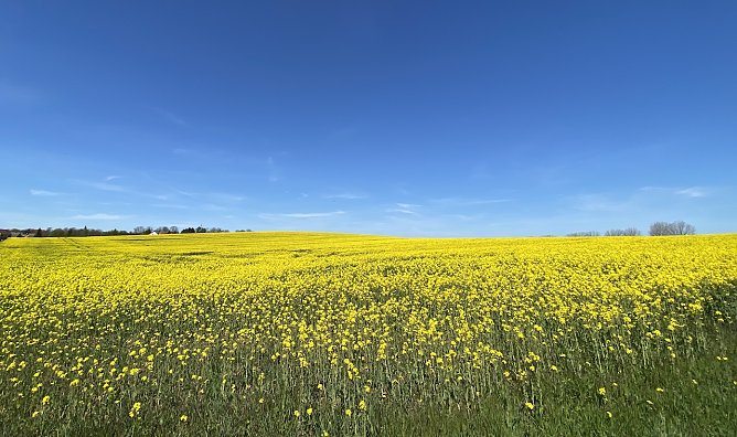 Rapsfeld bei Loderdsleben (Foto: oas)