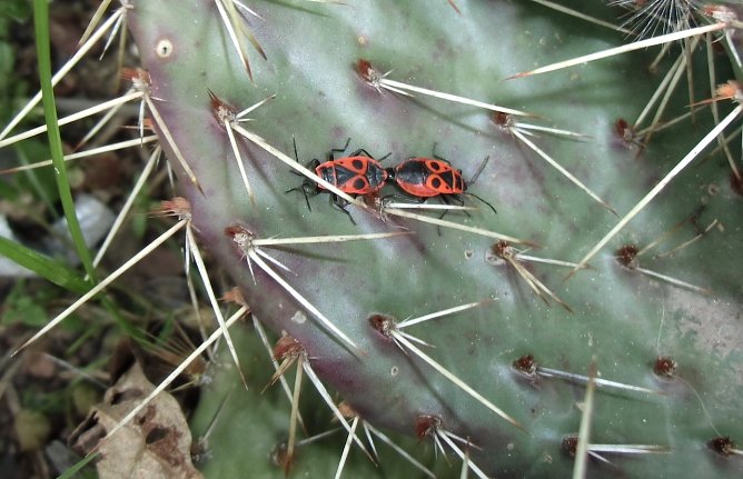 Gemeindep&auml;dagoge Frank Tuschy hat schon zwei gefunden (Foto: F.Tuschy)