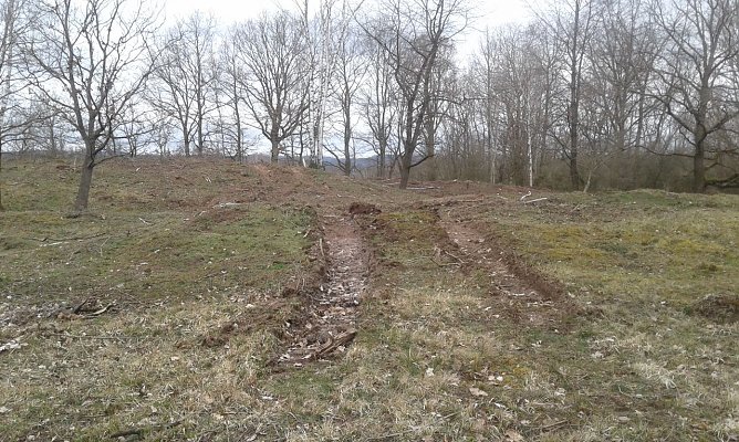  Im Winter 2019/20 wurde ein orchideenreicher Halbtrockenrasen bei Klettenberg mit schwerer Technik bearbeitet. Dabei wurden B&auml;ume samt Wurzeln aus dem Boden geholt und die Vegetationsdecke schwer beeintr&auml;chtigt. Ein mit diesen Bildern konfrontierter Experte sprach von "Hardcore-Naturschutz" (Foto: Bodo Schwarzberg)