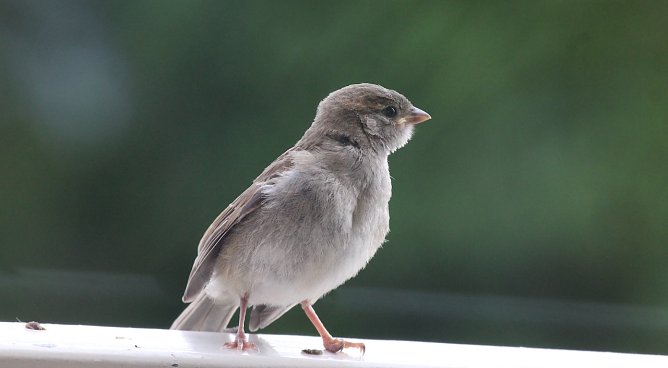 Wer piept denn da? (Foto: Eva Maria Wiegand)