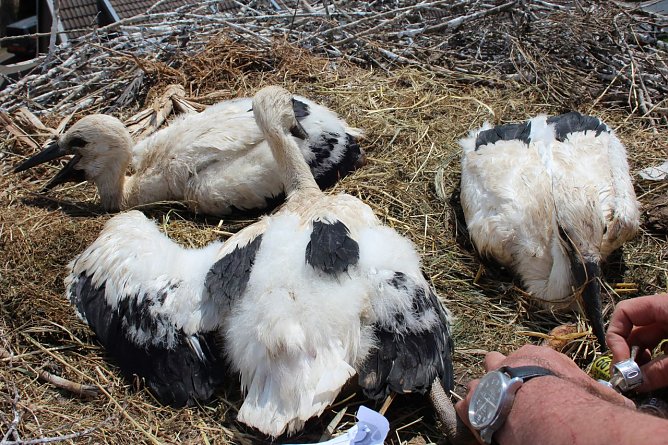 Drei Jungst&ouml;rche wurden heute in Windehausen beringt (Foto: Nancy Hoffmann)