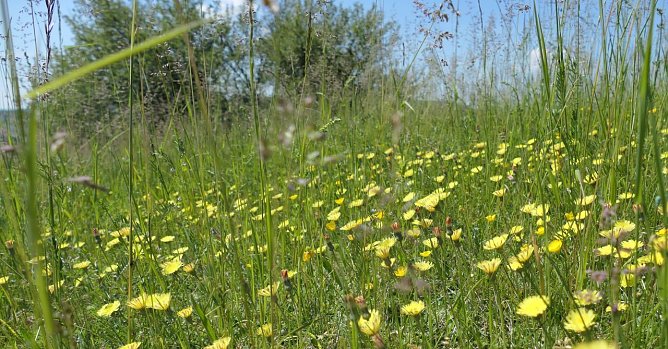 Kr&auml;uter suchen auf der Sommerwiese (Foto: Anja Apel)