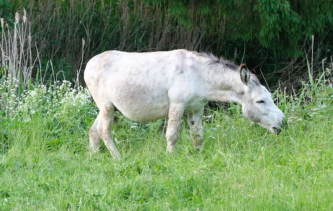 Esel am Rosenteich (Foto: P.Blei)