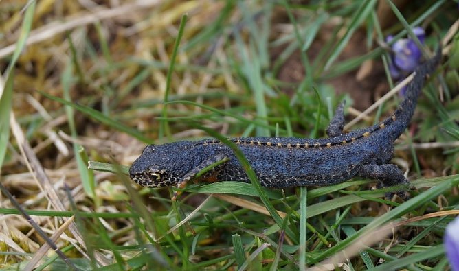 Ein Bergmolch (Foto: Wiebke Pasligu)