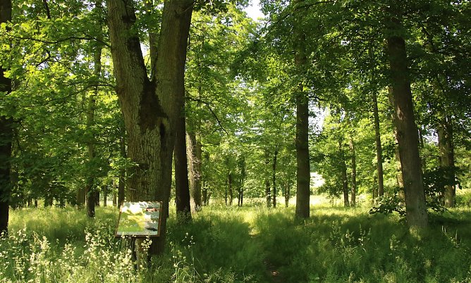 Die Parkanlage muss dringend bearbeitet werden (Foto: A.Glashagel)