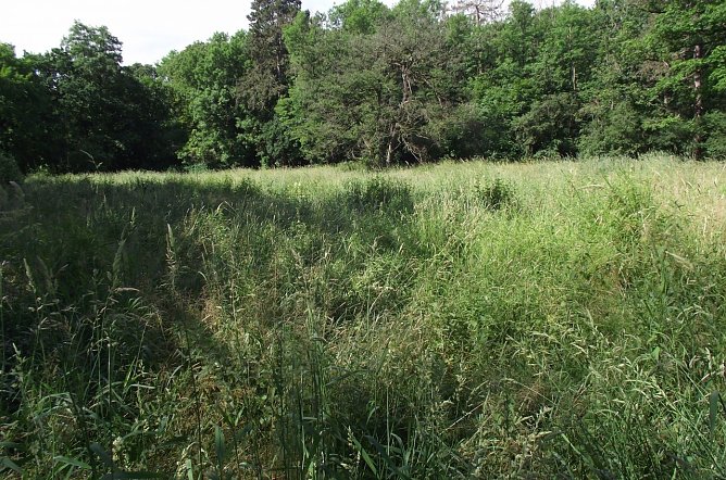 Neben gepflegten Bereich finden sich andere mit Gr&auml;sern und  Kr&auml;utern. Man mag diese Kombination als  Sch&ouml;n und Unsch&ouml;n sehen, ist wohl f&uuml;r Insekten gedacht. Auch das Gr&uuml;n am Bachlauf f&auml;llt nicht unter das Schneidwerk, weil es Sinn macht (Foto: kunk)